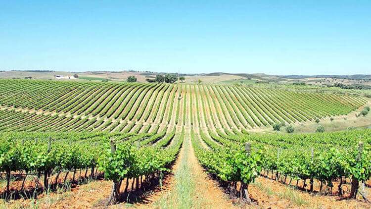 Alentejo Wine Region