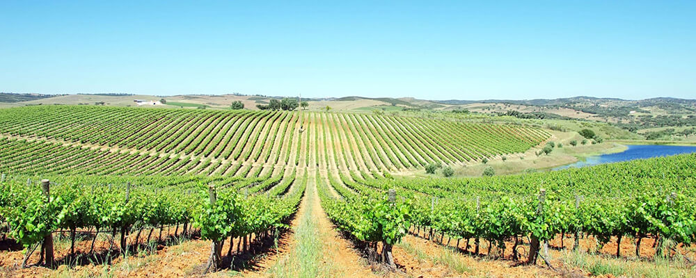 Alentejo vineyards