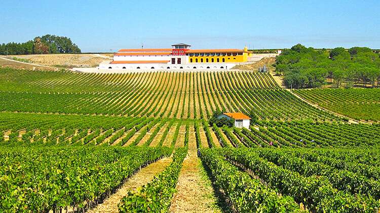 Bairrada Wine Region