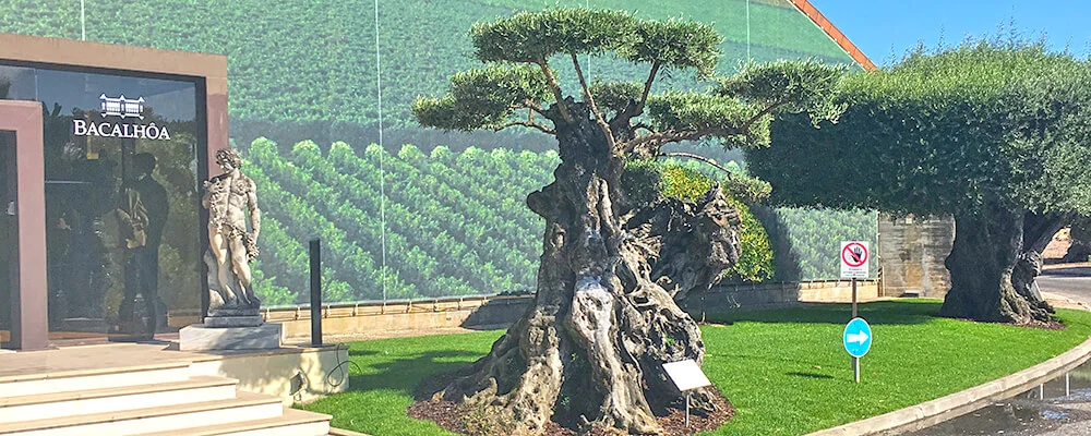Ancient olive trees