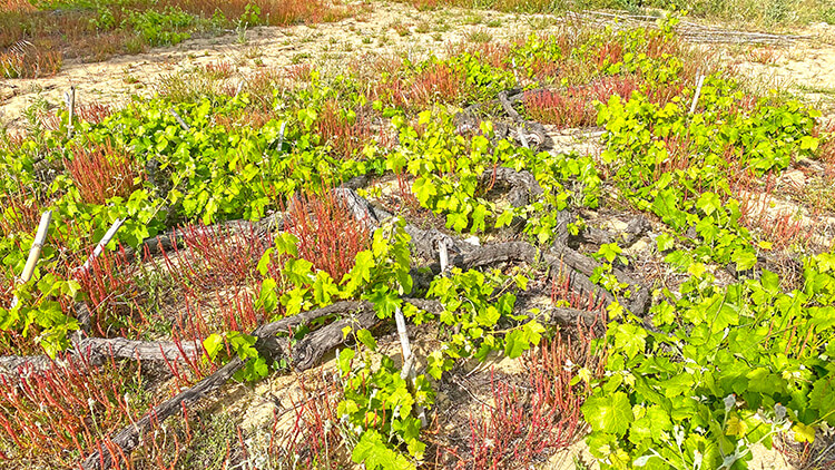 Tasting the Land: Colares DOC Wines