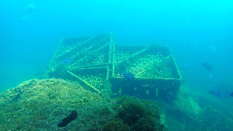 The Process of Aging Underwater