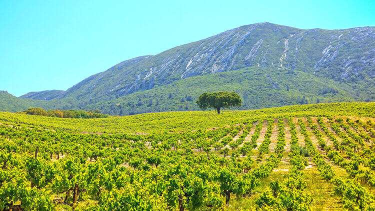 Setubal Wine Region