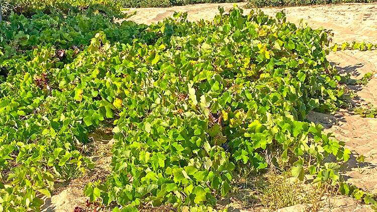 Lisboa Wine Region, Colares DOC