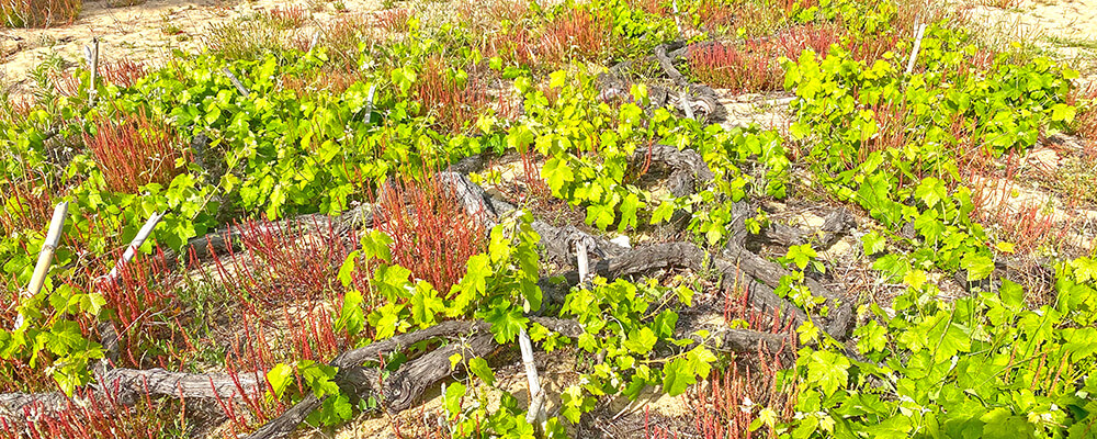 Sand soil vineyards
