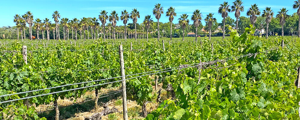 Vineyards at Bacalhôa